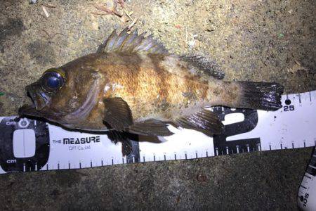 サーフメバリングと堤防にてメバル。