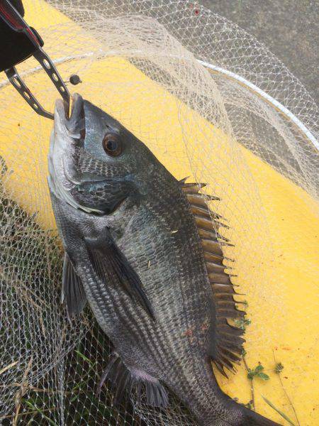 清水港 江尻埠頭、巴川河口、貯木場 チヌ落…