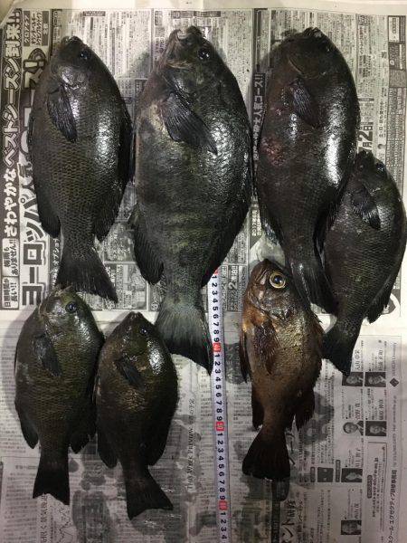 43.5センチのグレが釣れた