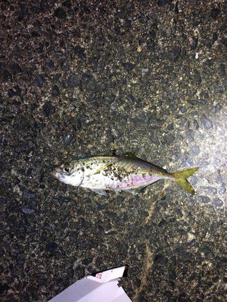 厳しいアジング