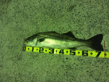 ナイトシーバス