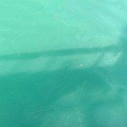 子供とサビキ釣行