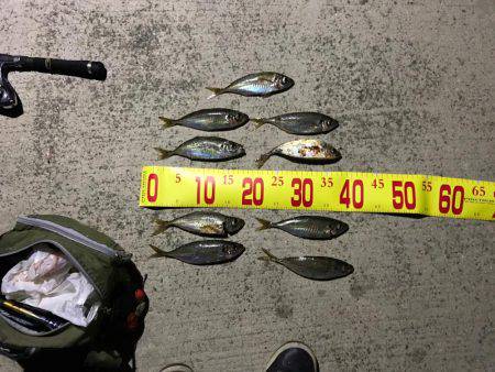 久々にアジング