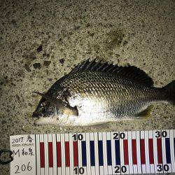 グレが釣れ始めた