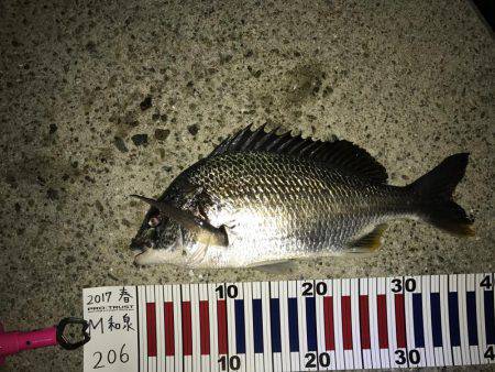 グレが釣れ始めた