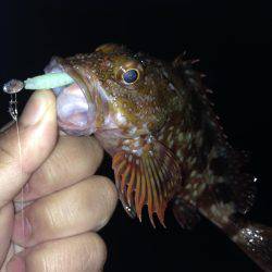 ガシリング釣行！！