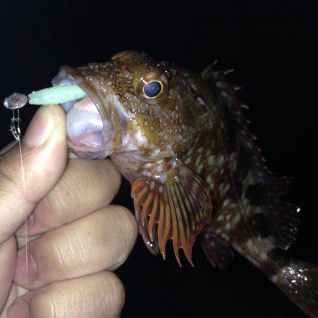 ガシリング釣行！！