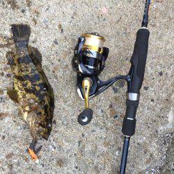 エギングするつもりが