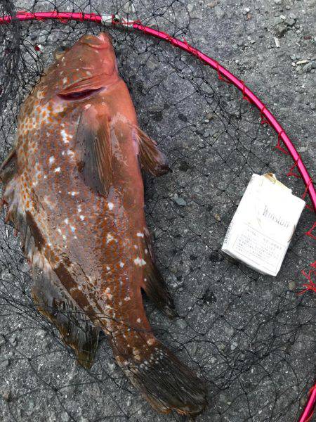 高砂港釣り情報