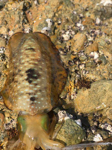 悔しい…キロオーバー…