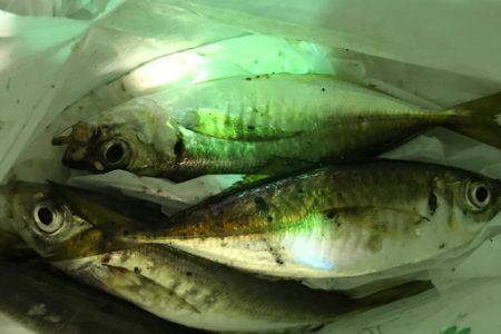 アジング後ゲリラ豪雨