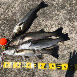 エビ撒き 再開‼︎