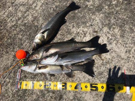 エビ撒き 再開‼︎