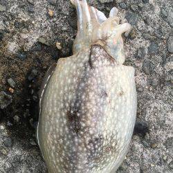 久しぶりに、エギング