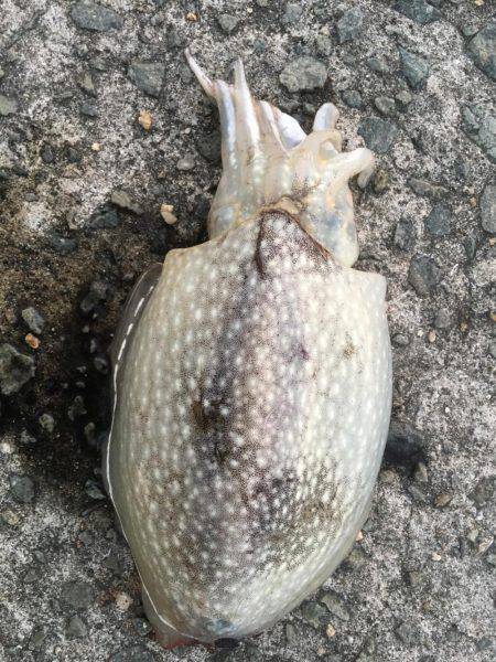 久しぶりに、エギング