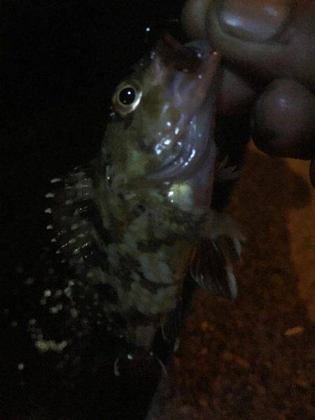 今日も仕事帰りに…