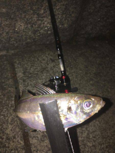 仕事帰りにアジングin横浜