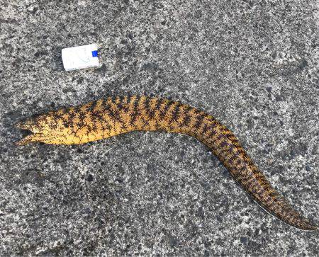 子鯖大漁、泳がせ成功！