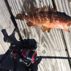 惨敗からのアジング、アコウ