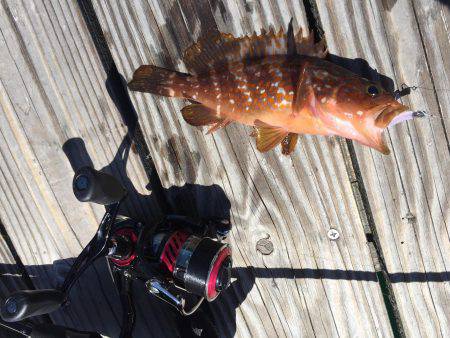 惨敗からのアジング、アコウ