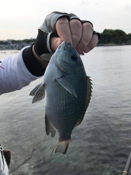 三崎磯で、メジナフカセ！