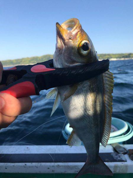 外房でイサキ船！大爆釣～！！三喜丸！！