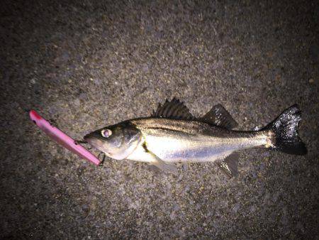 四日市 シーバス