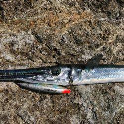 串本大島 沖磯ルアー青物狙いでダツ！