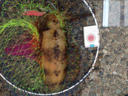 アオリイカ釣れました