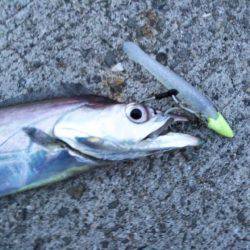 サーべリング♪