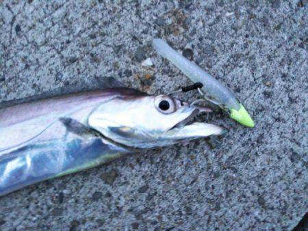 サーべリング♪