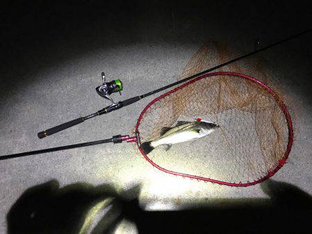 昨日と似たような投稿…