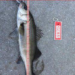 バチ抜け狙いで