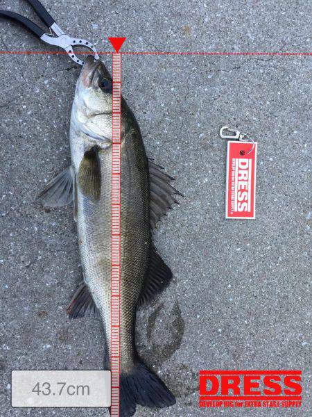 バチ抜け狙いで