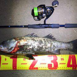 名古屋港ナイトゲーム