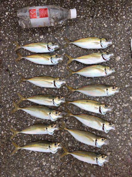 あわよくばツバス…