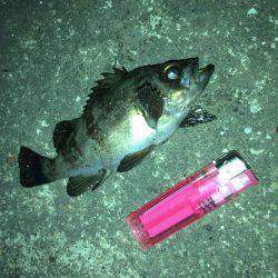 メバル渋め 気温の高さが原因？