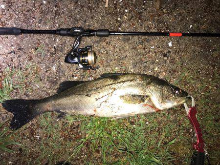 いいシーバスをゲット