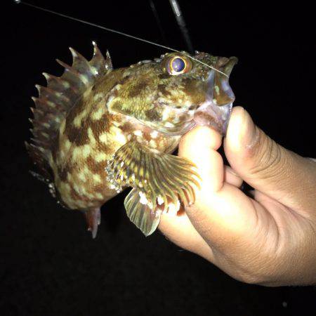 垂水漁港でガシリング！！