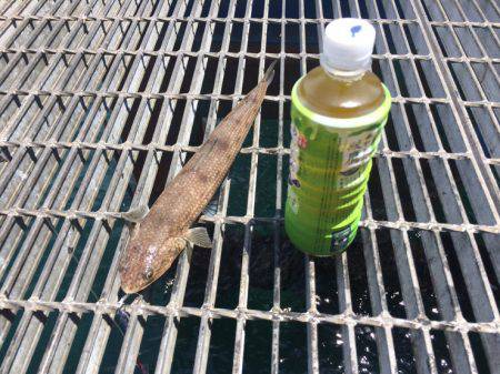 ハマチを求めて、、、のはずが。