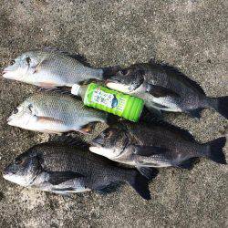 アジには会えなかったけど