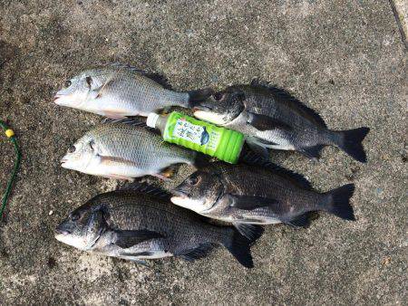 アジには会えなかったけど