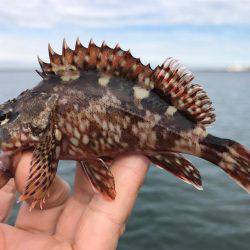 四日市港でガシラゲーム