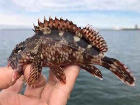 四日市港でガシラゲーム