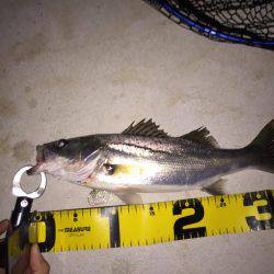 シーバス 新規開拓