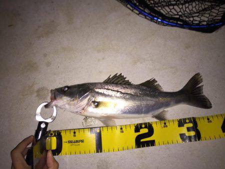 シーバス 新規開拓