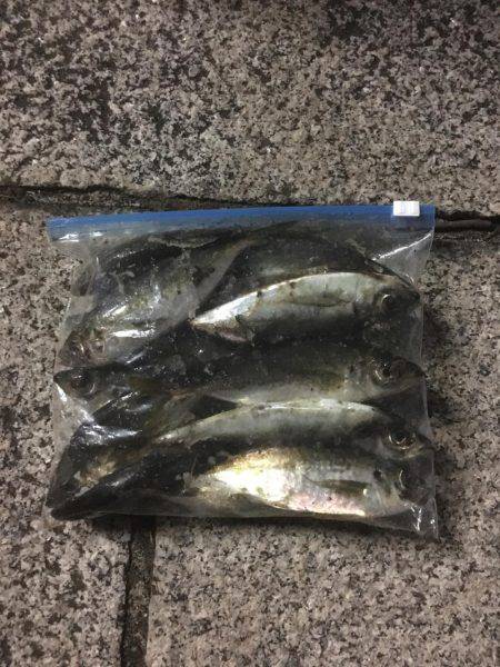 アジングつ抜けin横浜