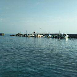 6月の海上釣堀オーパ!!