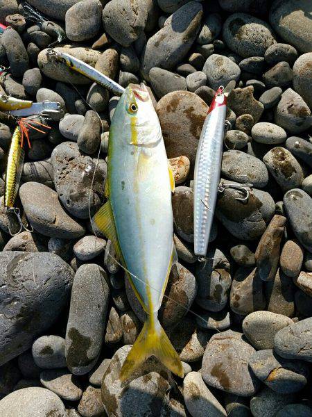 ショアジギ×キッシング