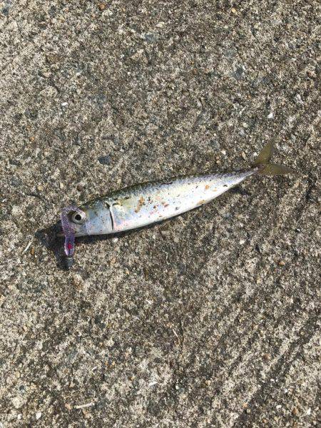 確率100パーセント釣れます！